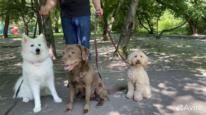 Кинолог. Дрессировка и воспитание собак всех пород