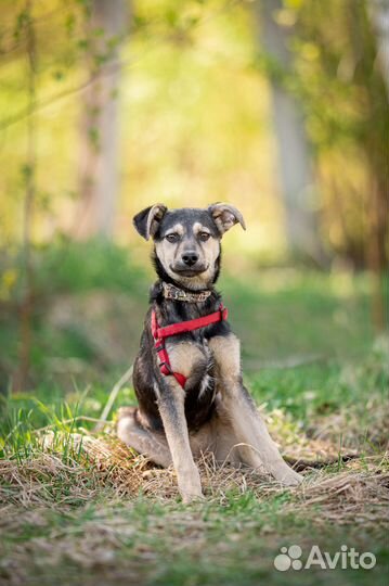 Щенок метис