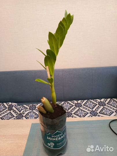 Замиокулькас