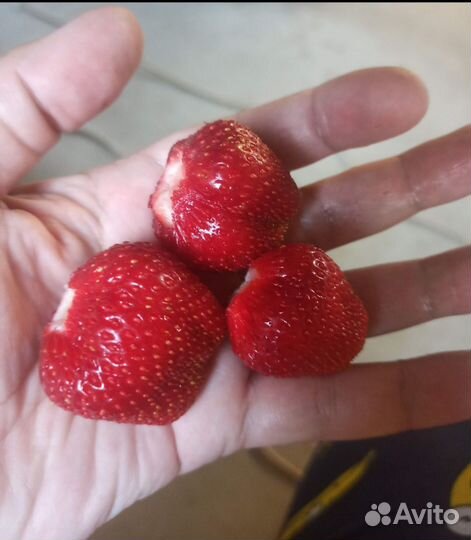 Рассада клубники Кубанский великан