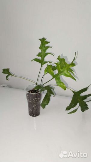 Папоротники