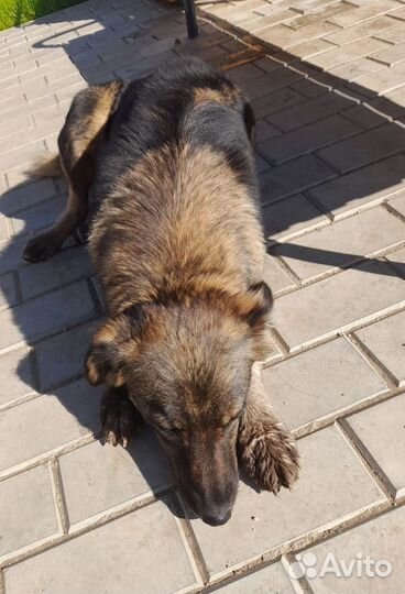 Отдам бесплатно собаку