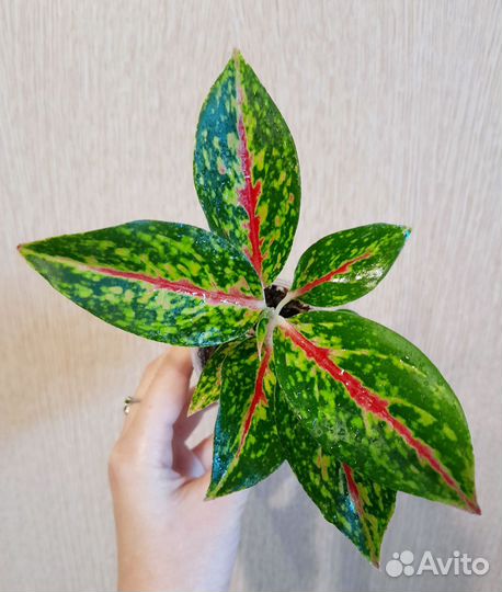 Аглаонема(подростки)