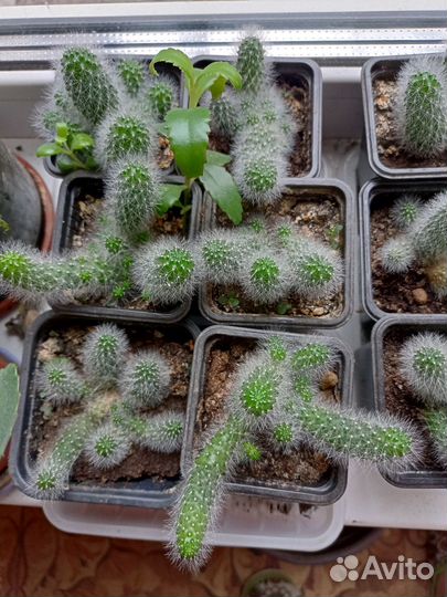 Кактусы и суккуленты