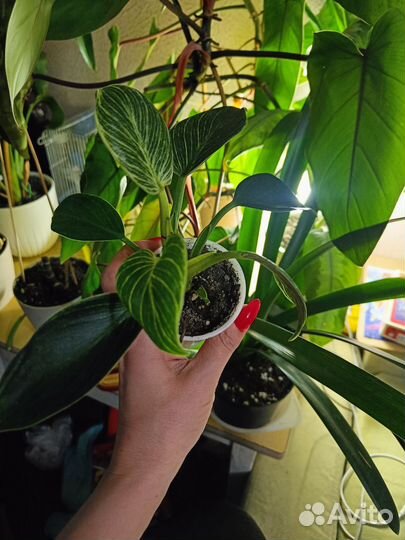 Филодендрон биркин