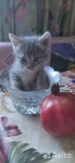 Котенок девочка