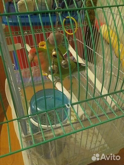 Попугай неразлучник