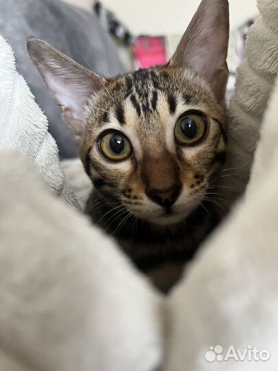 Бенгальская