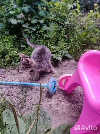 Котята в добрые руки бесплатно