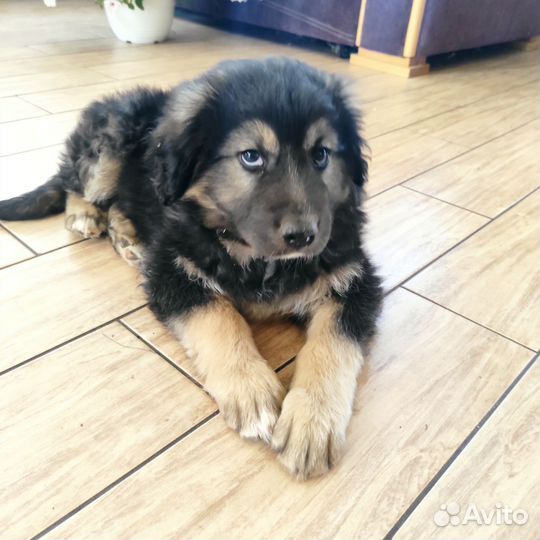 Щенок мальчик в добрые руки