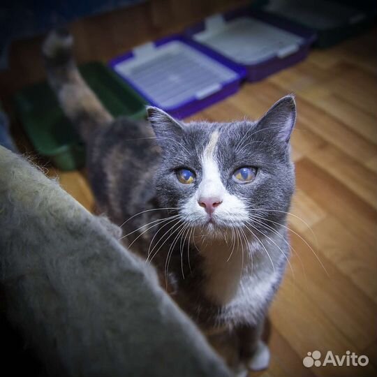 Кошка в дар бесплатно