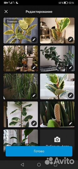 Фикусы, Замиокулькас, Финик, Драцены, Лилии, Цикас