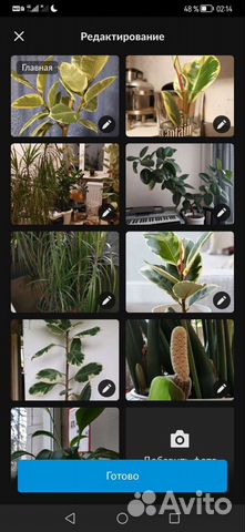 Фикусы, Замиокулькас, Финик, Драцены, Лилии, Цикас