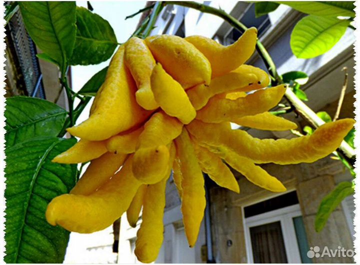 Цитрон рука будды