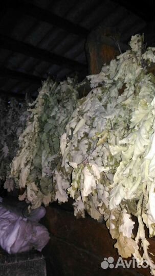 Веники дубовые для бани