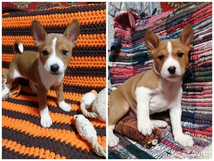 Басенджи щенки