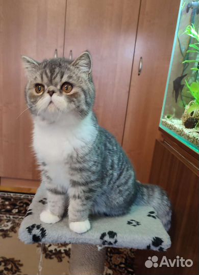 Экзотические котята - мальчики