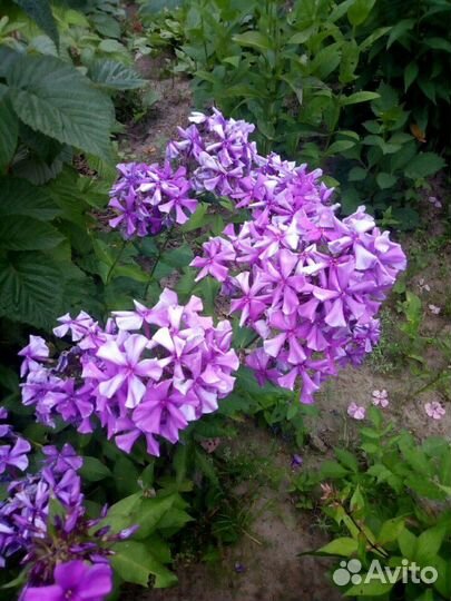 Флоксы сортовые.хризантемы