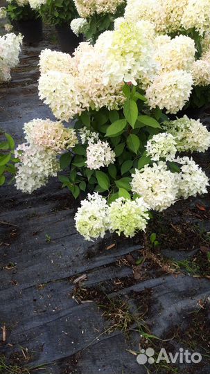 Гортензия метельчатая