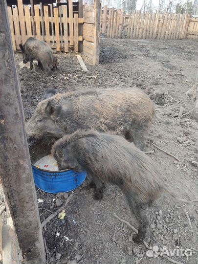 Поросята дикого кабана