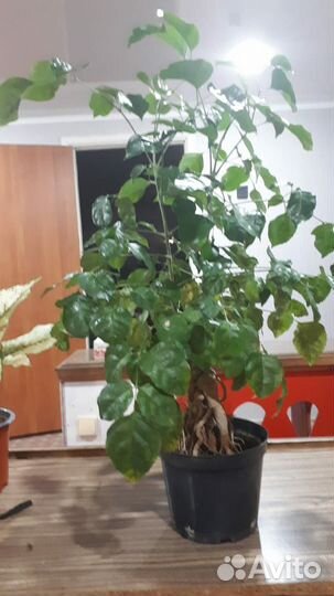 Радермахера бонсай