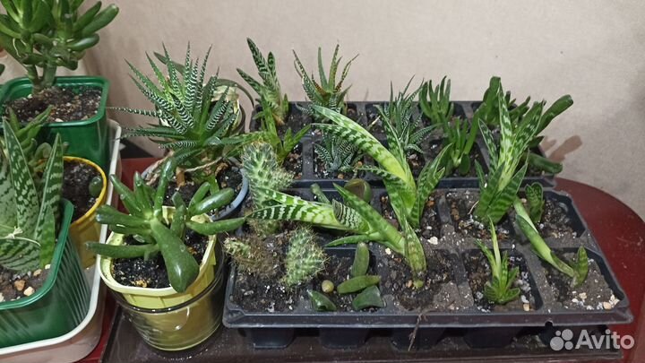 Суккуленты