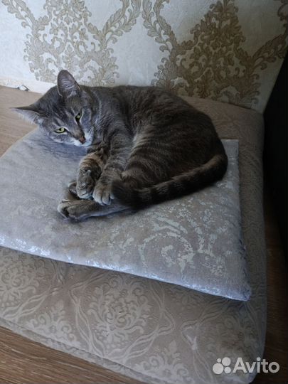 Кошка Красивая Бесценная