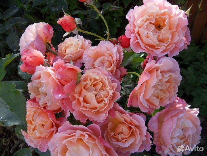 Роза Хот Шоколад,Мари Кюри и другие