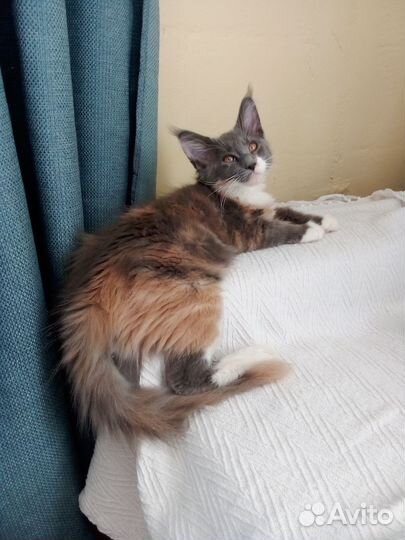 Котята мейн-кун