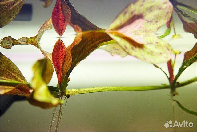 Эхинодорус Красное пламя (Echinodorus Red Flame)