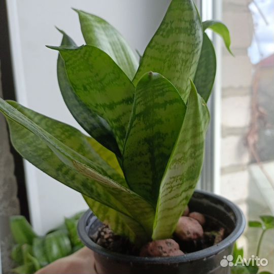 Сансевиерия ханни