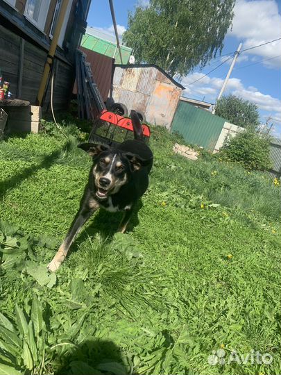 Девочка ищет дом