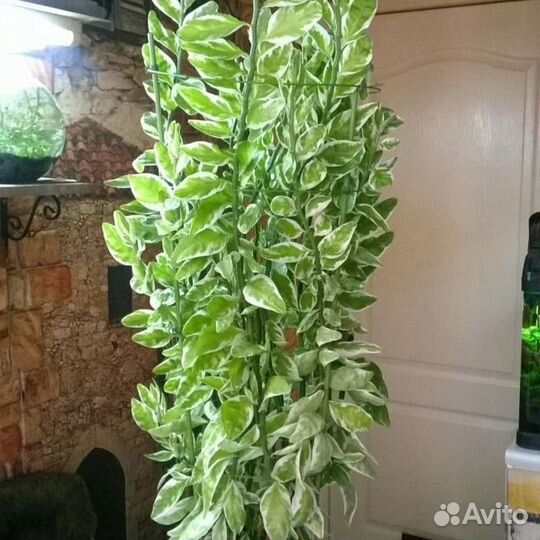 Педилантус