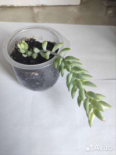 Седум моргана очиток