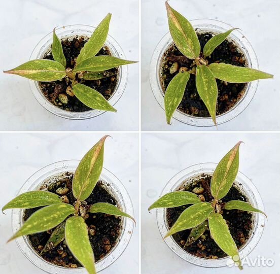 Филодендрон Ринг Оф Файер марбл (новинка)