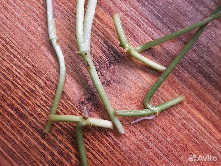 Черенки Монстеры манки (адансона, косая, обликва)