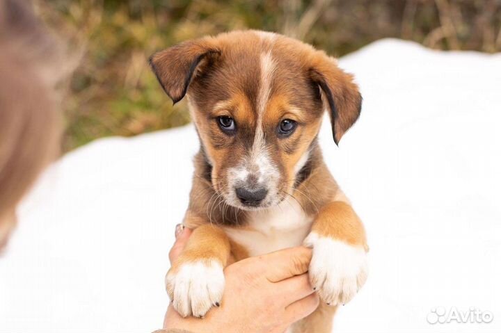 Щенок девочка в дар