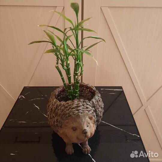 Бамбук драцена sandero