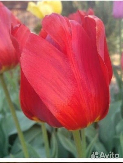 Тюльпаны луковицы