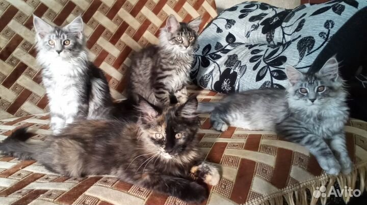 Котята мейн-кун