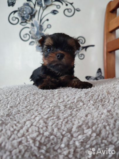 Micro мальчик