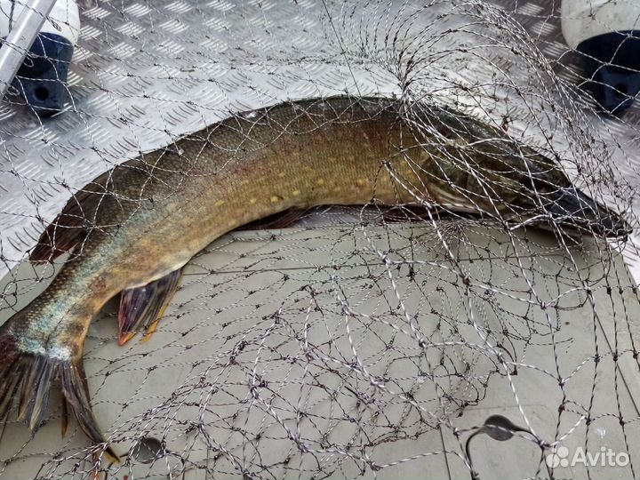 Рыбалка, прогулка на катере с гидом