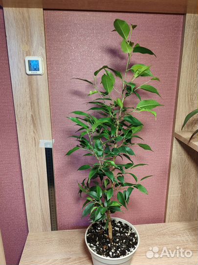 Фикус бенжамина