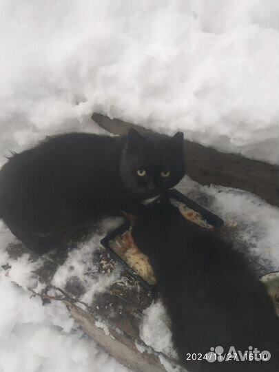 Бездомные коты