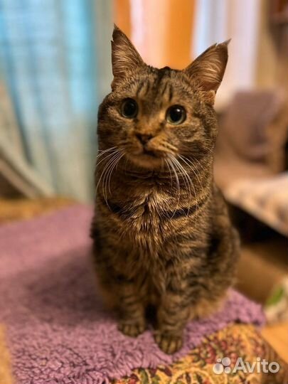 Спокойная ласковая Василисонька ищет передержку до