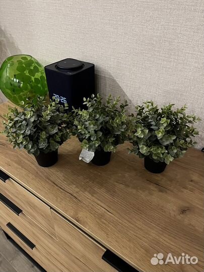 Растения икеа новые
