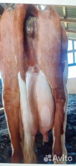 Корова дойные