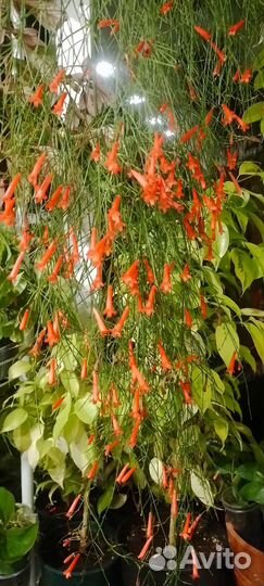 Аристолохия