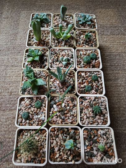 Кактусы и суккуленты