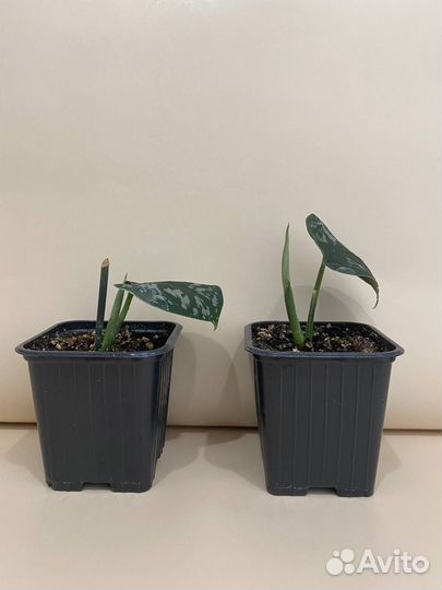 Сциндапсус лиана комнатная